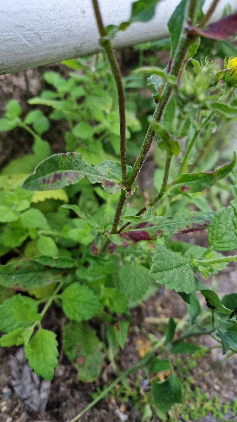 Pentanema britannica — search result for 'Inula'