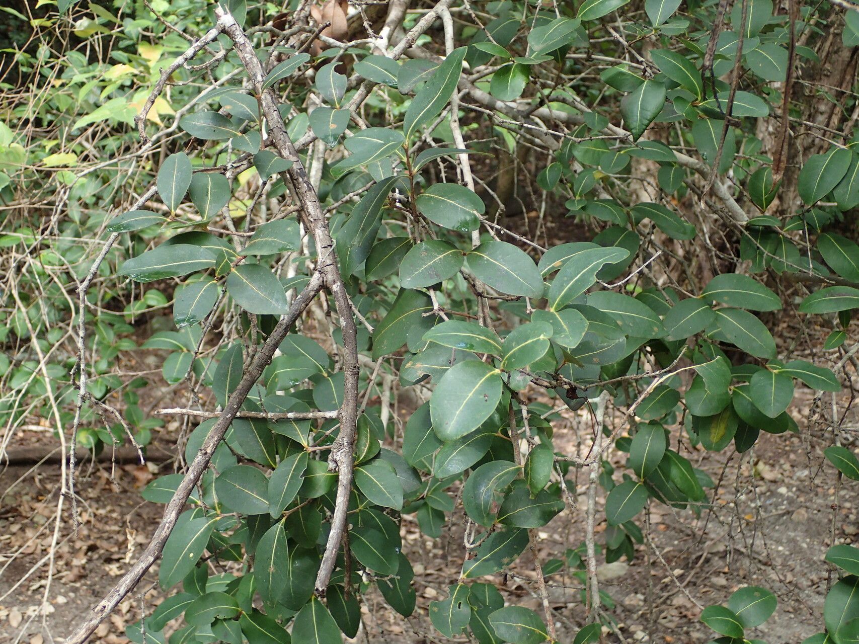 Eugenia cordata other