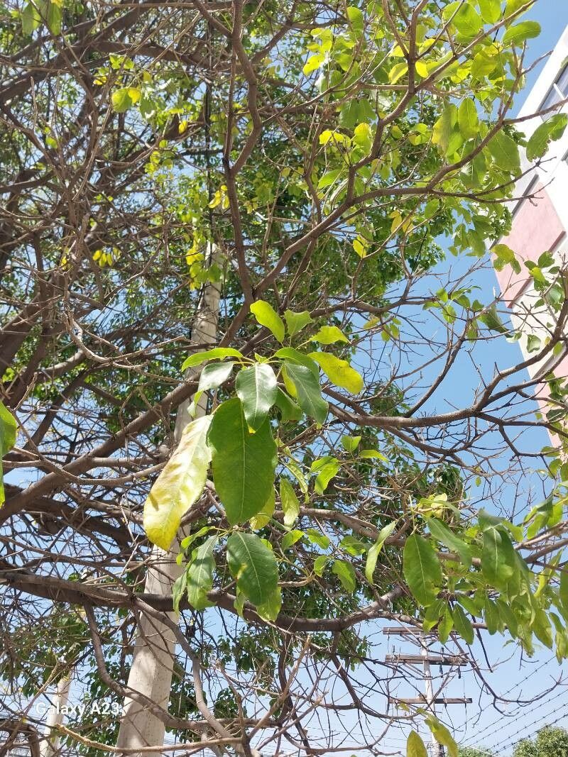 Handroanthus lapacho leaf