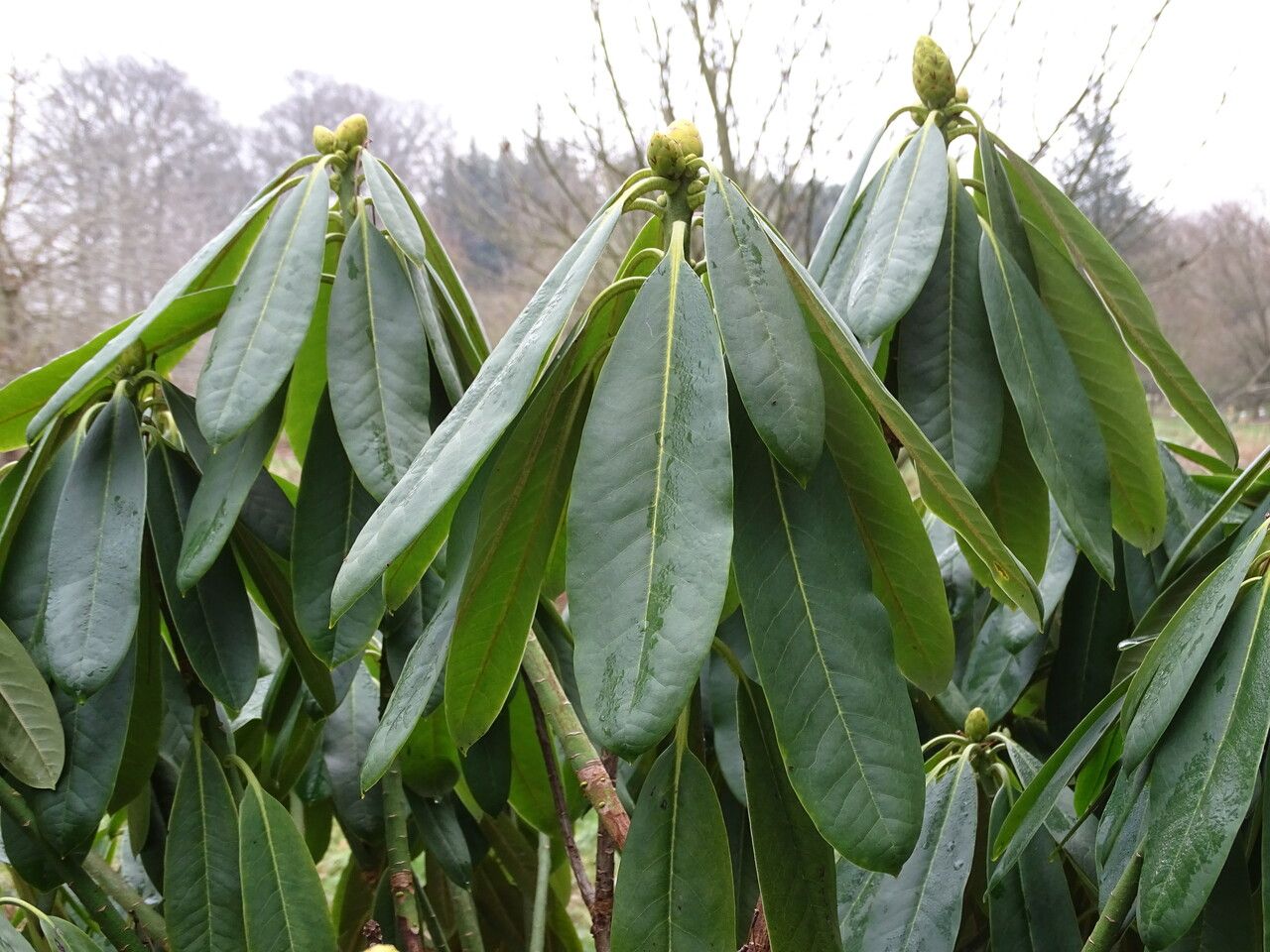 Rhododendron sutchuenense — houseplant care guide