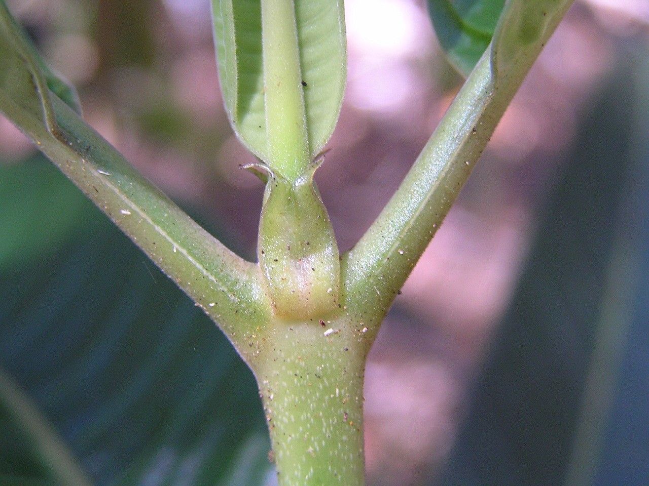 Psychotria oua-tilouensis bark