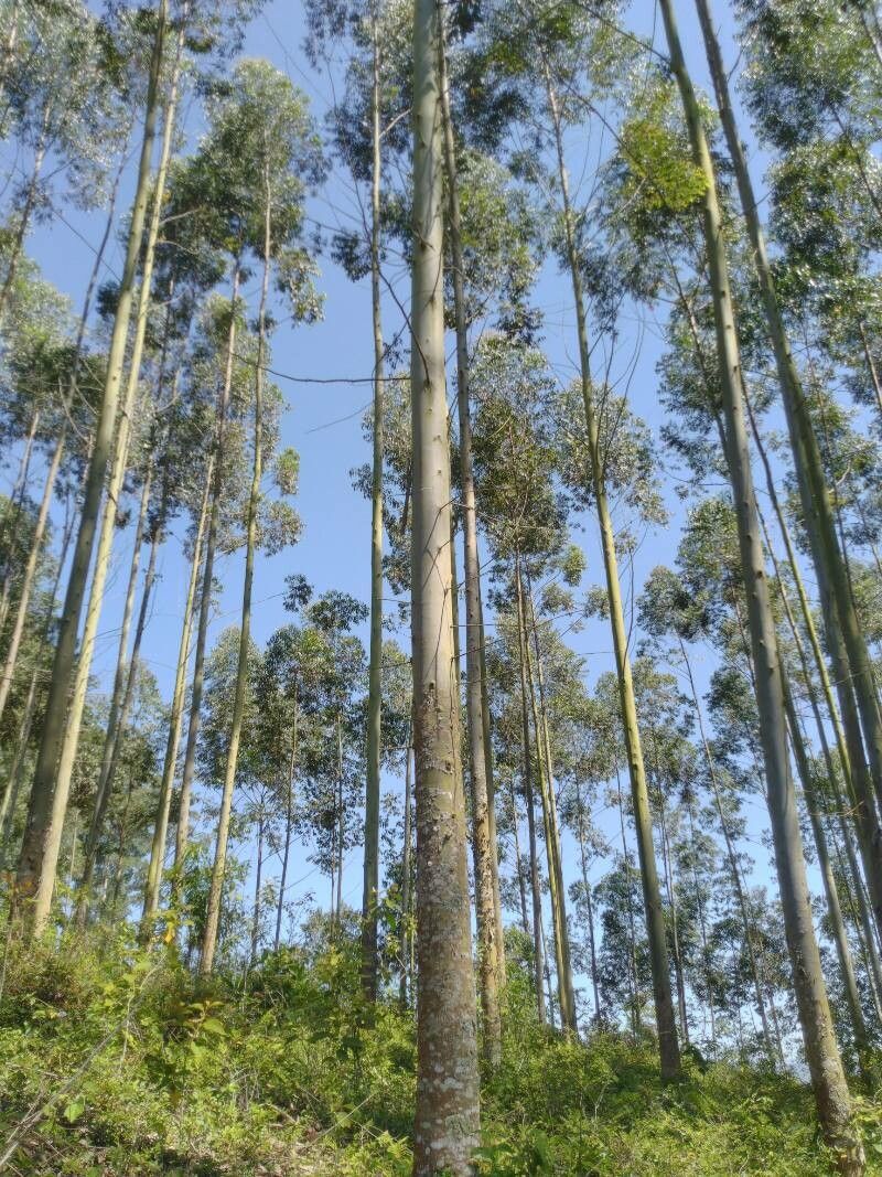 Eucalyptus grandis bark