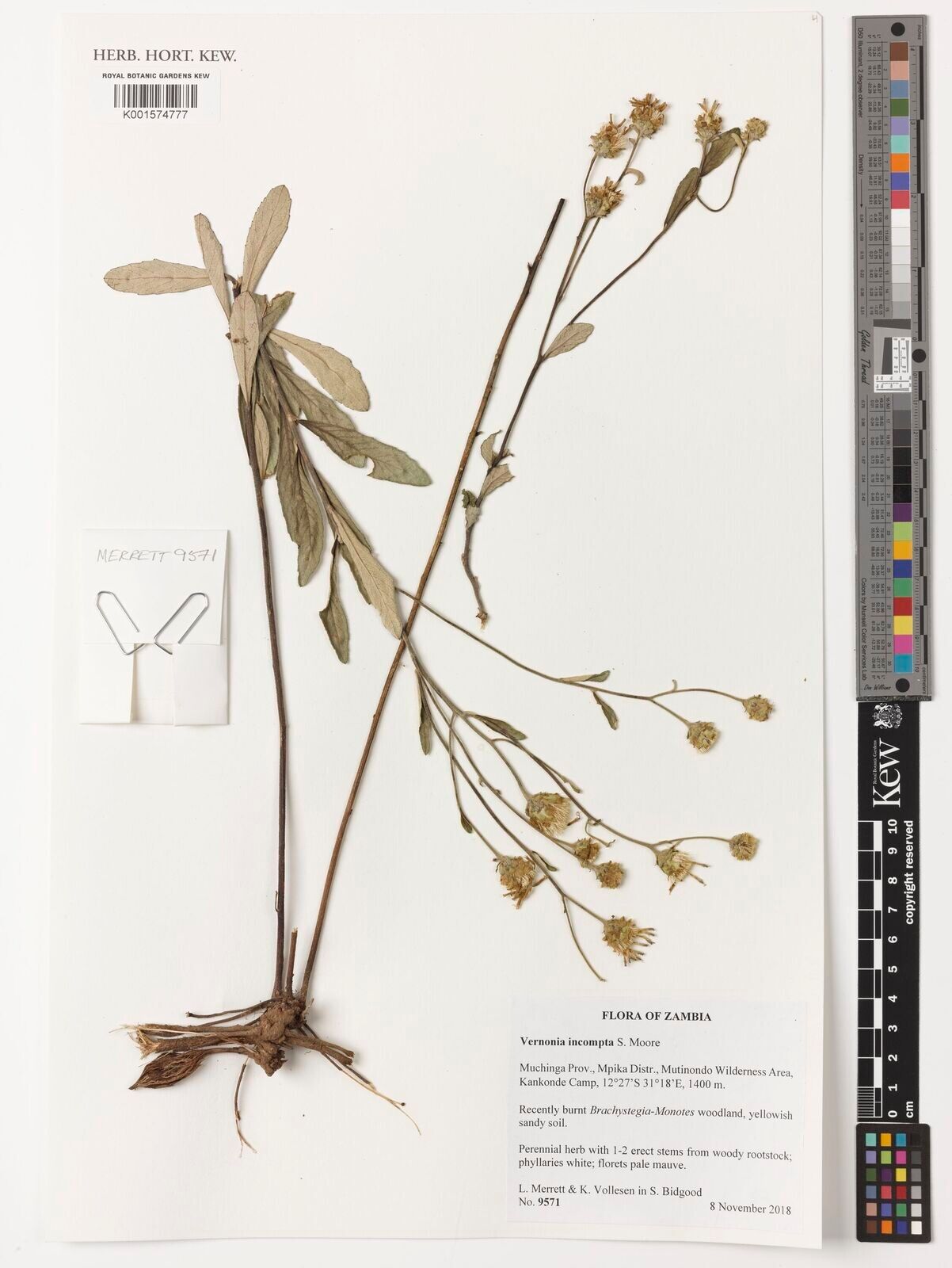 Baccharoides incompta — houseplant care guide