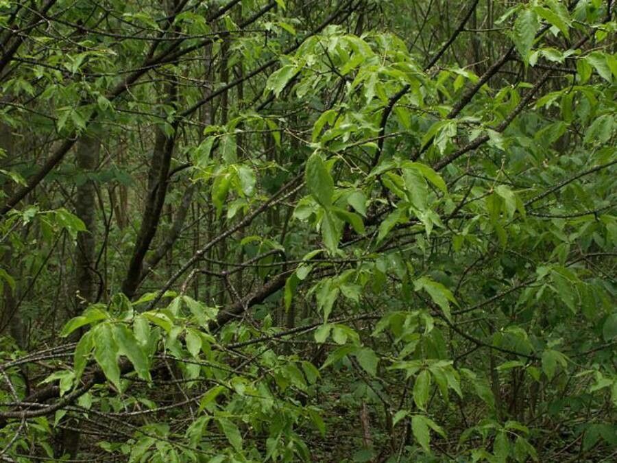 Euonymus verrucosus leaf