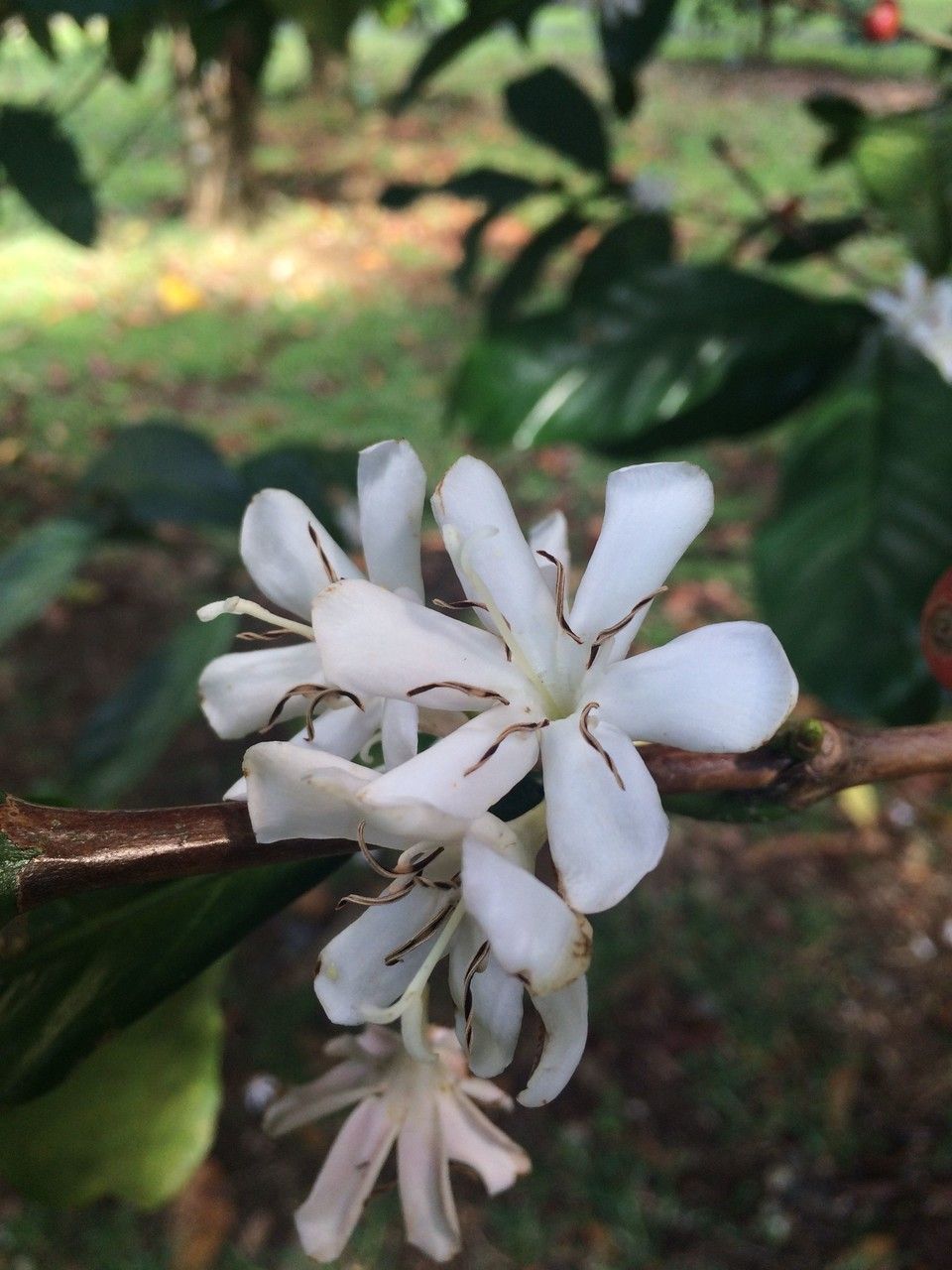 Coffea liberica flower