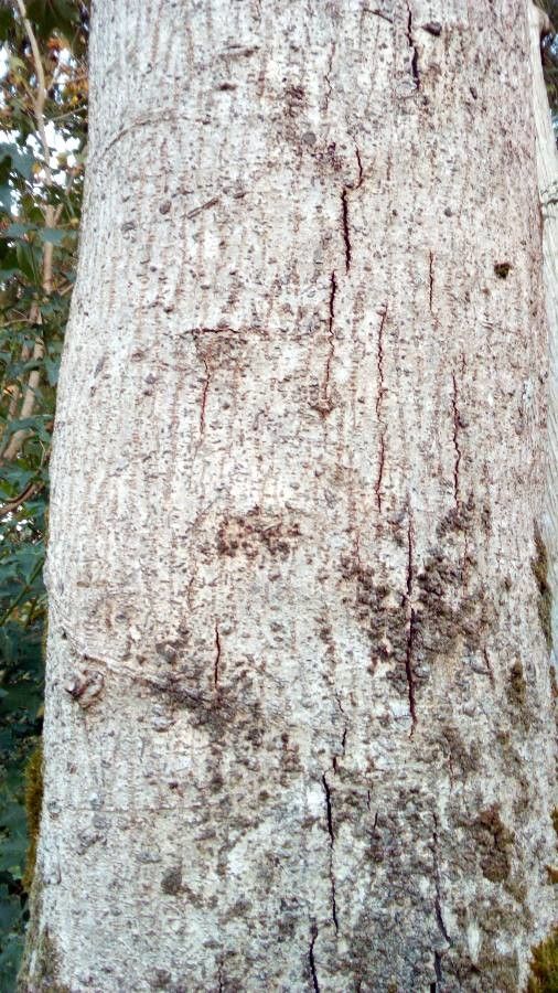 Carrierea calycina bark