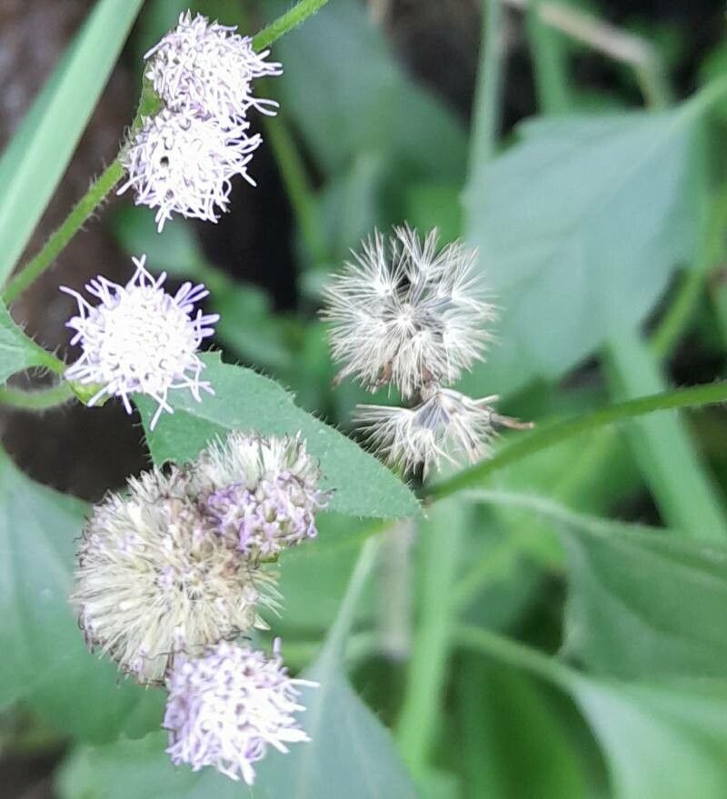 Praxelis clematidea fruit