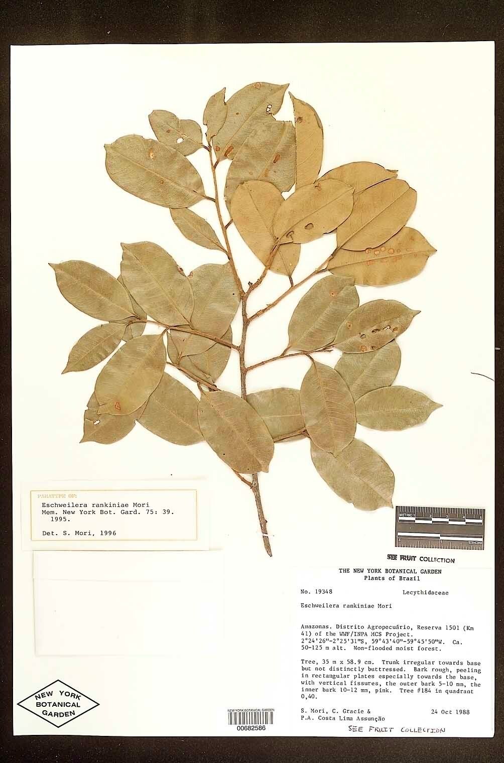 Eschweilera rankiniae — houseplant care guide