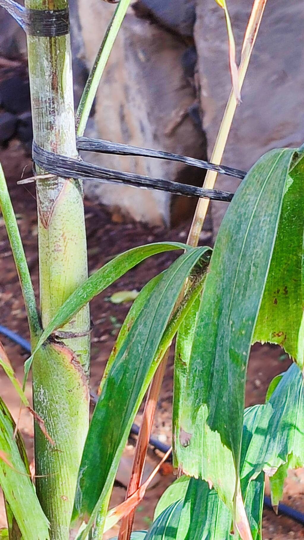 Ptychosperma pullenii — houseplant care guide