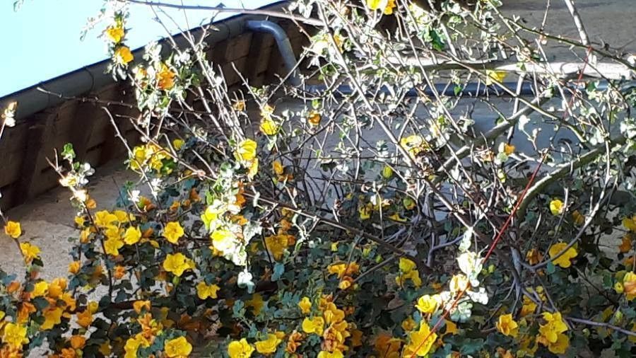 Fremontodendron mexicanum bark