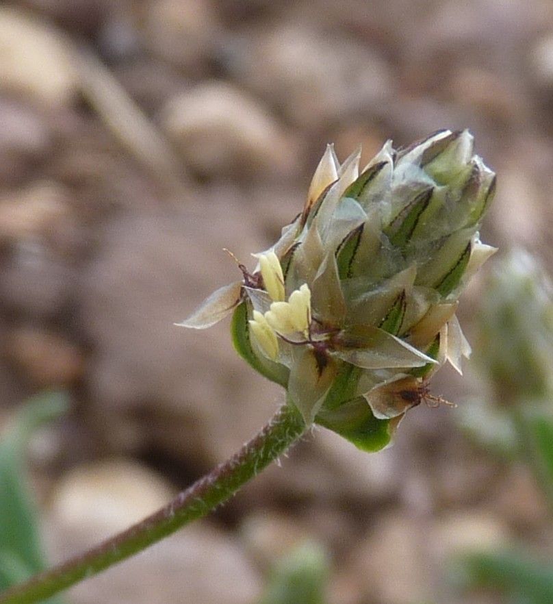 Plantago amplexicaulis flower