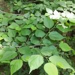 Pteroceltis tatarinowii