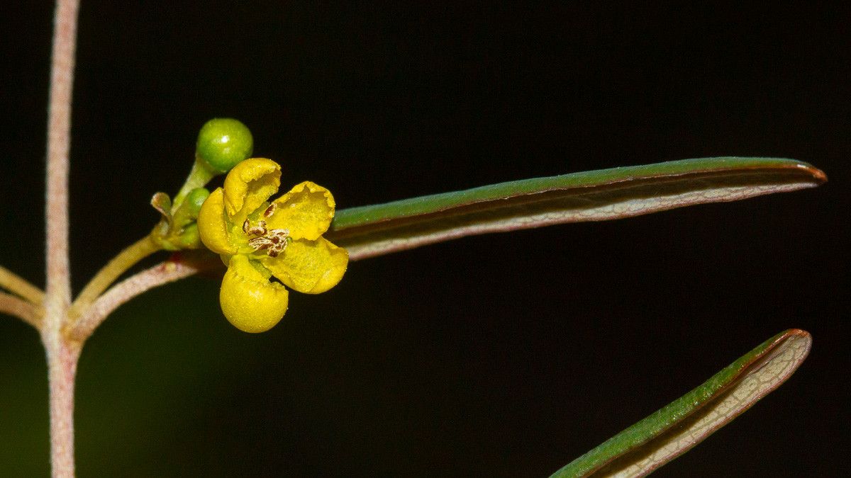 Stigmaphyllon gymnopodum — houseplant care guide