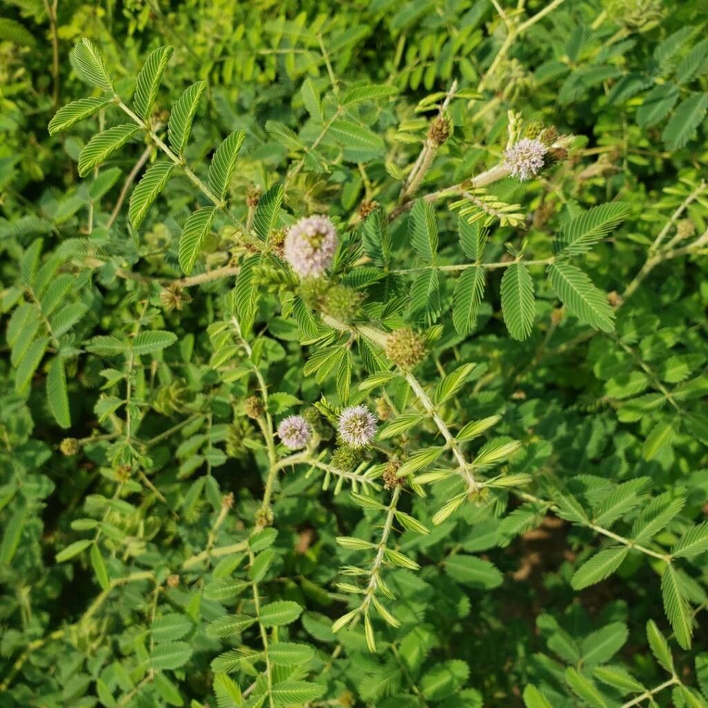 Mimosa camporum flower