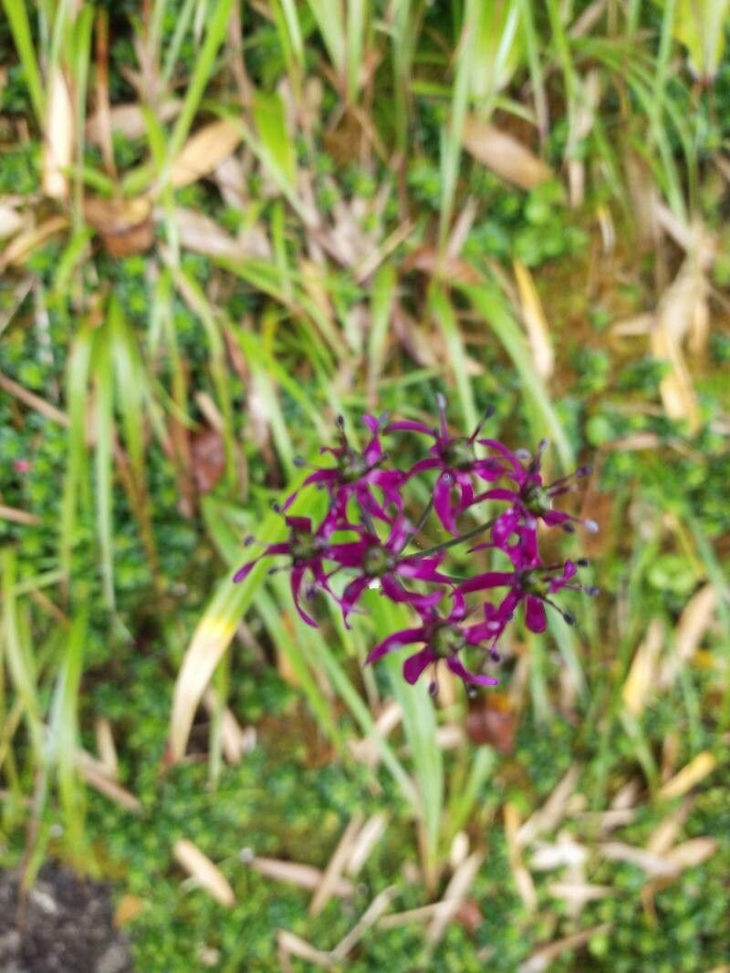 Allium wallichii — houseplant care guide