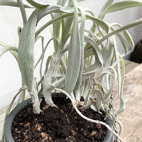 Pseudognaphalium stramineum leaf