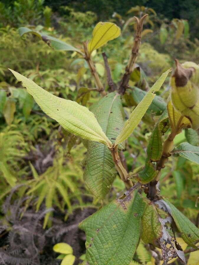 Miconia alata — related species from the same genus