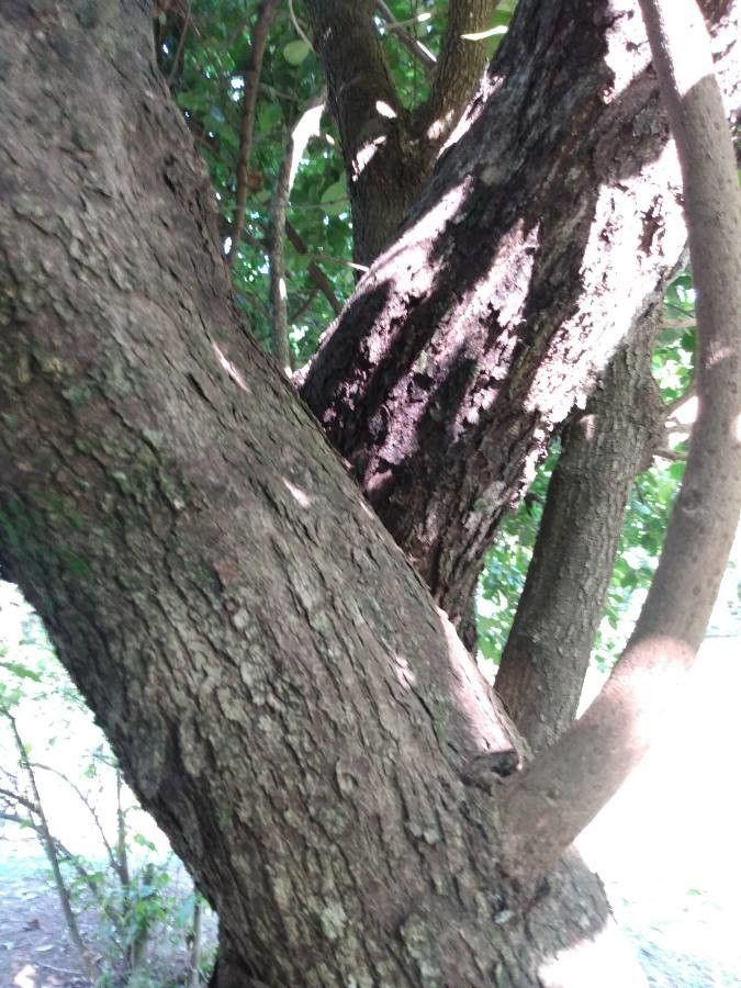 Antidesma venosum bark