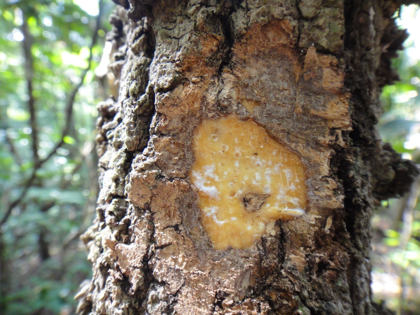 Alyxia leucogyne bark