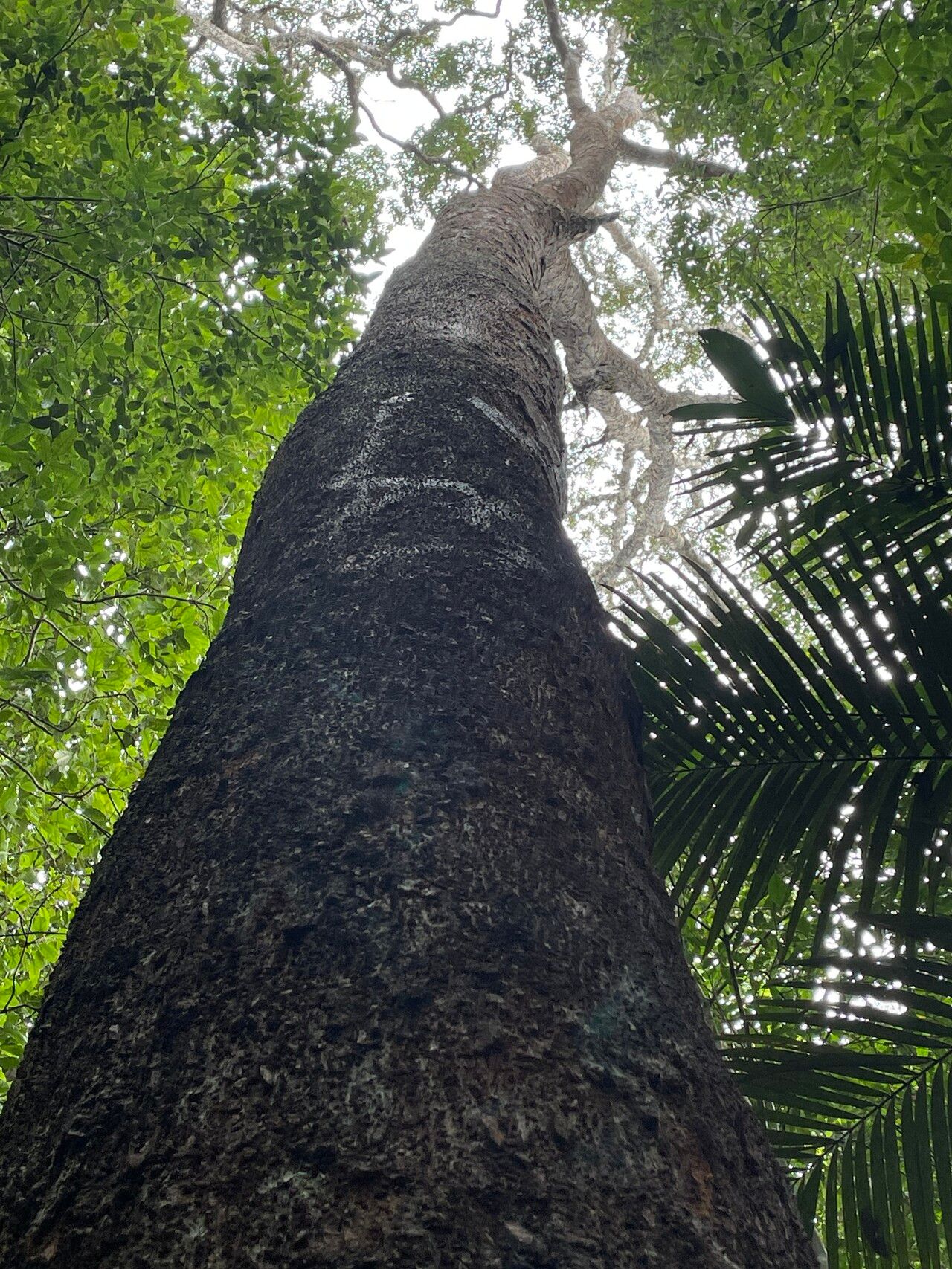 Hymenolobium sericeum — houseplant care guide