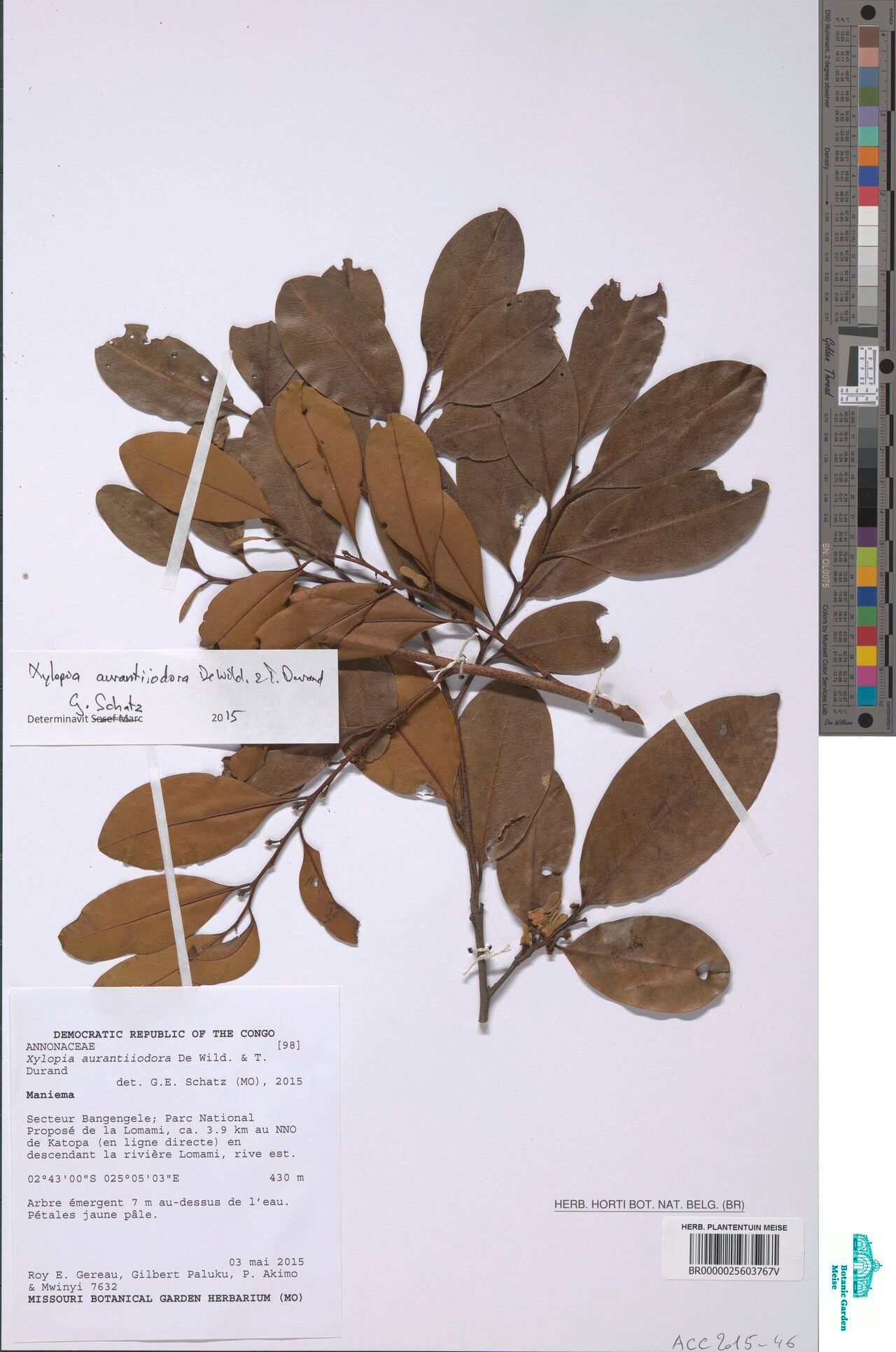 Xylopia aurantiiodora other