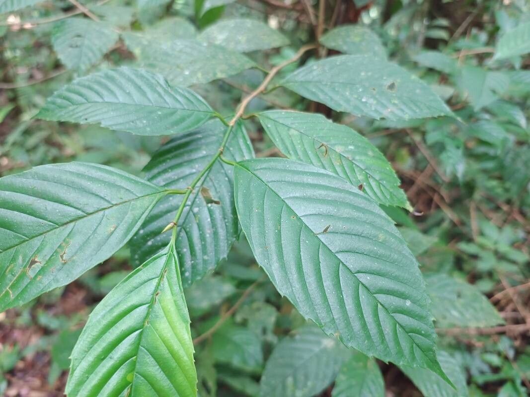 Ticodendron incognitum leaf