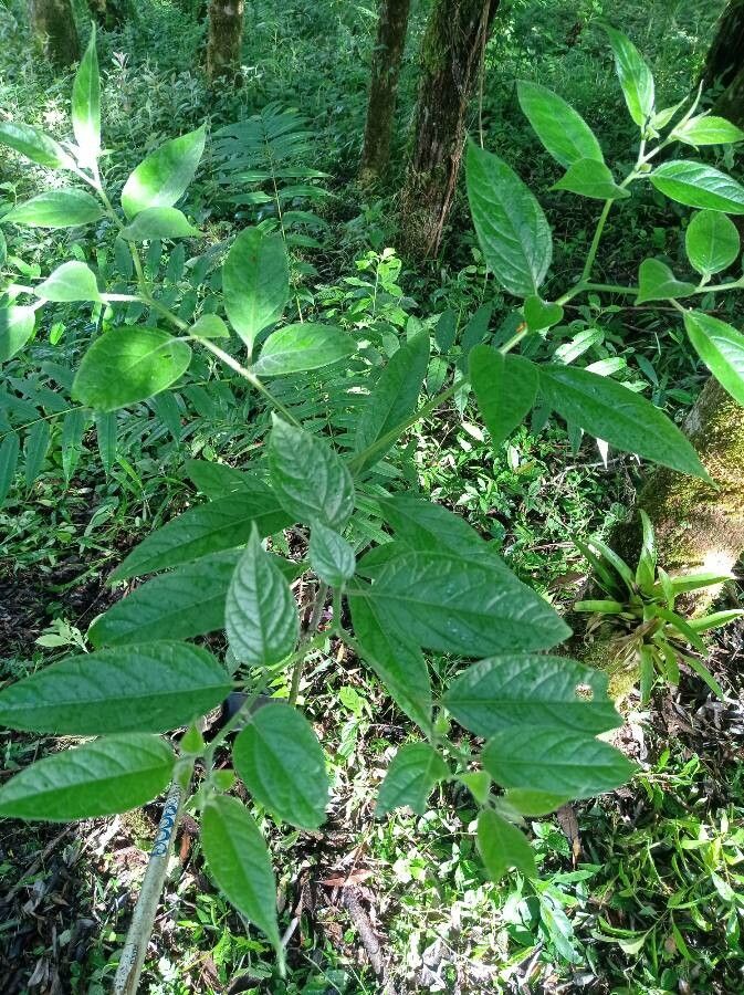 Trema cannabina — related species from the same genus