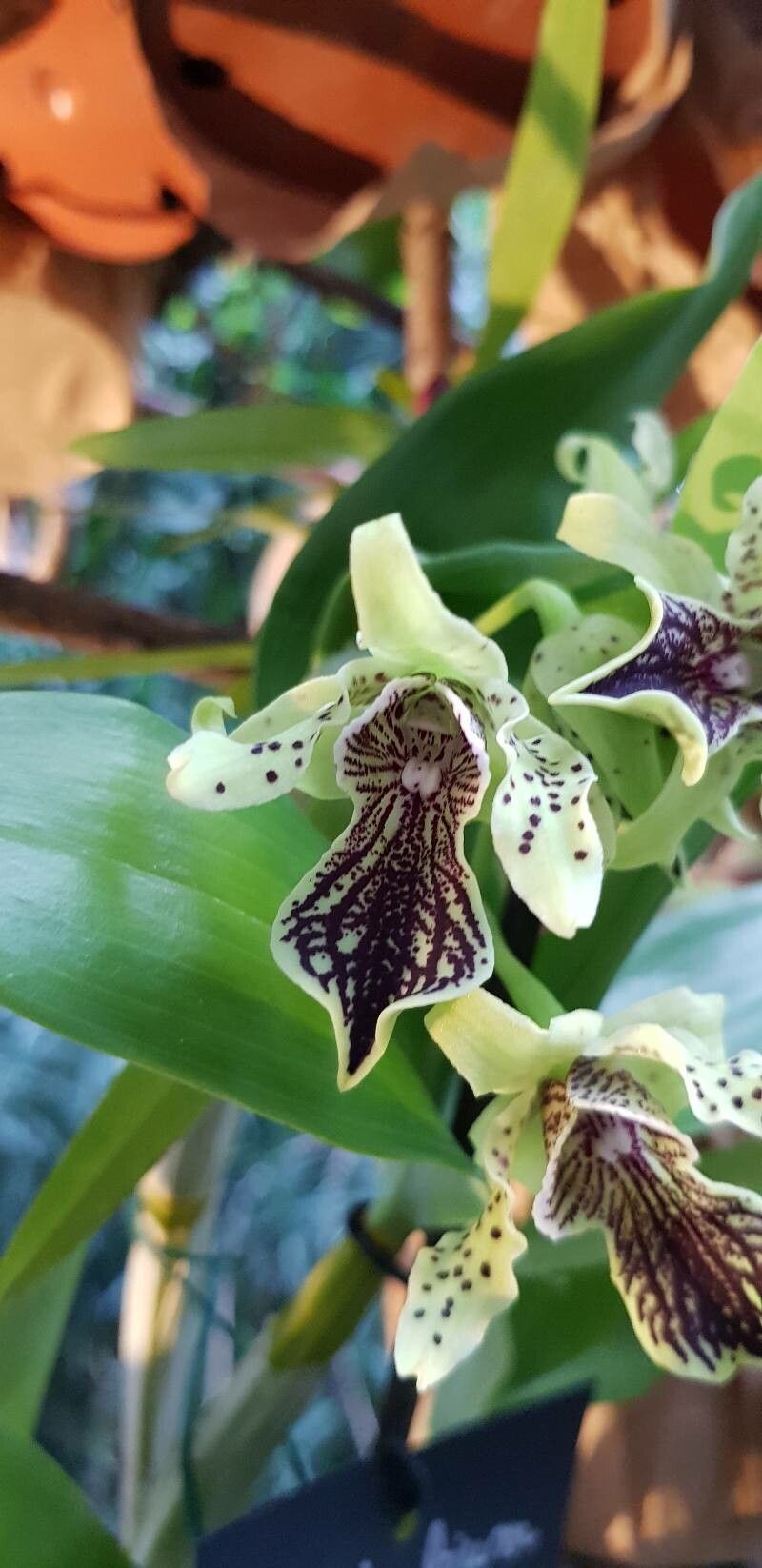 Dendrobium alexandrae flower