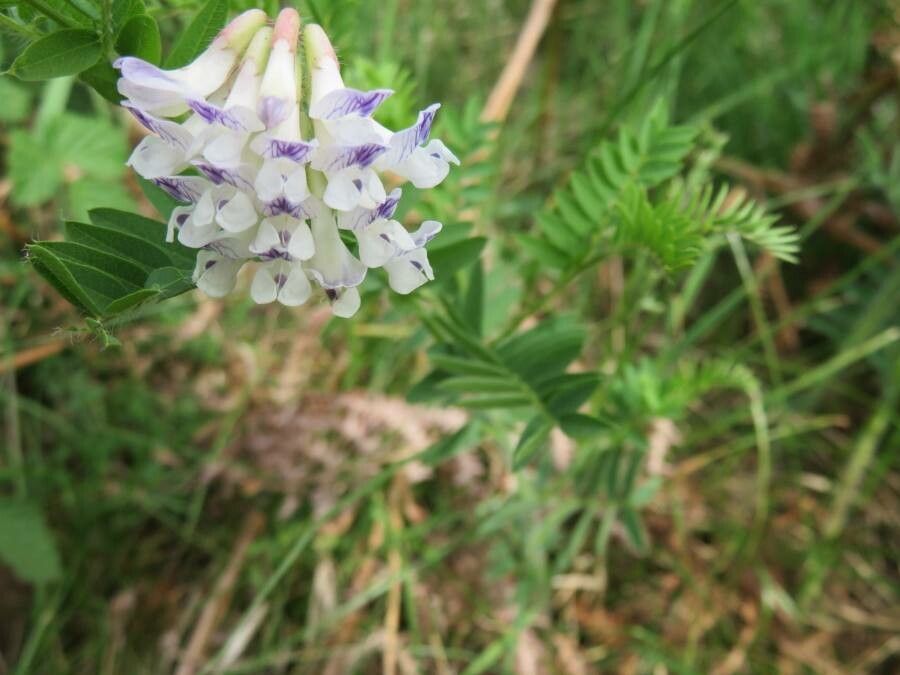 Vicia orobus flower