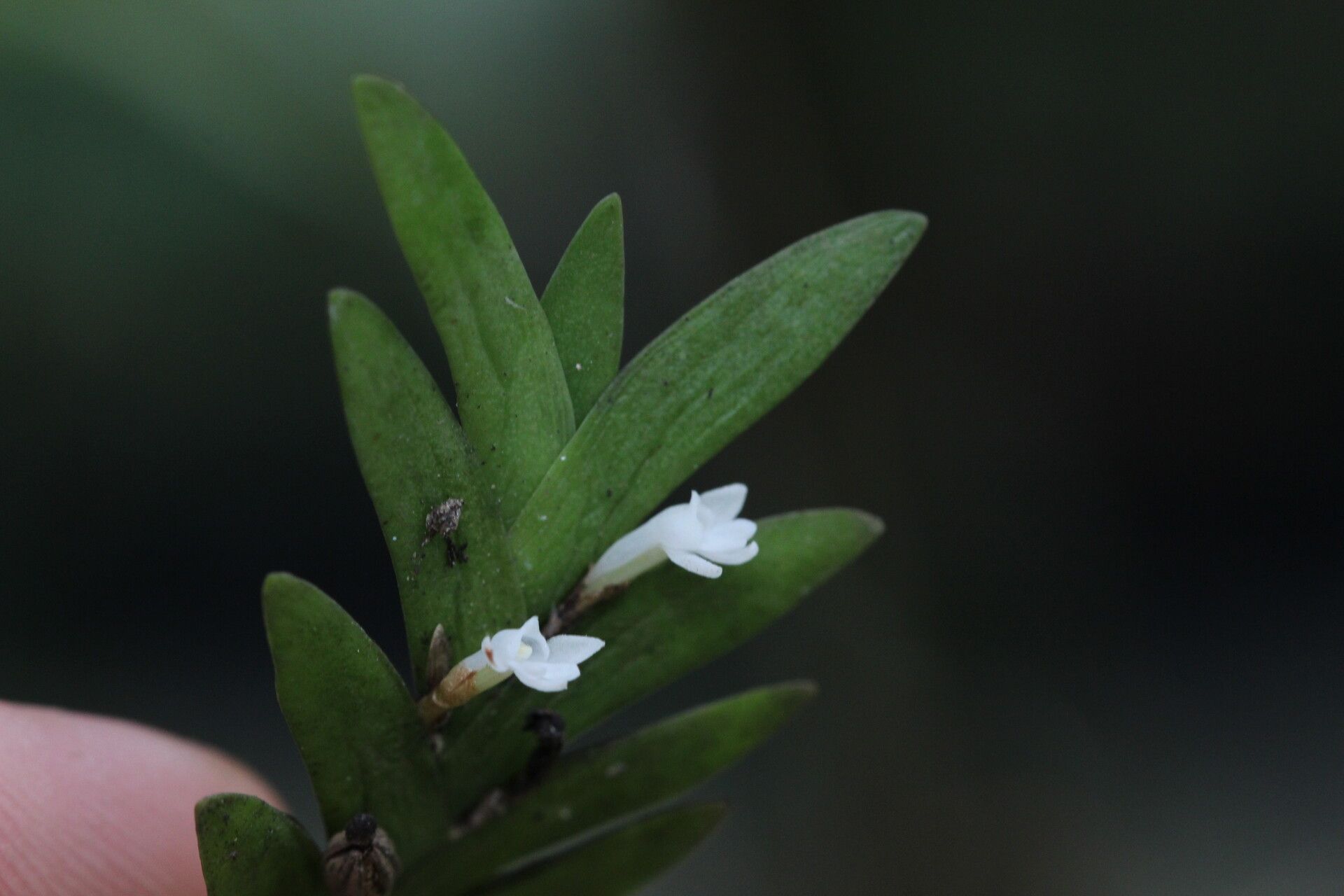Angraecum biteaui — houseplant care guide