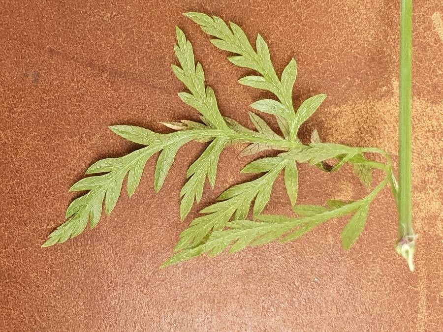 Torilis africana — related species from the same genus