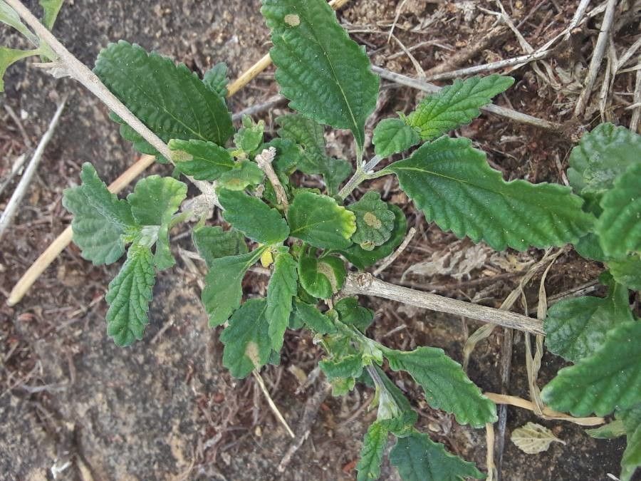 Lippia javanica — natural insect repellents houseplant