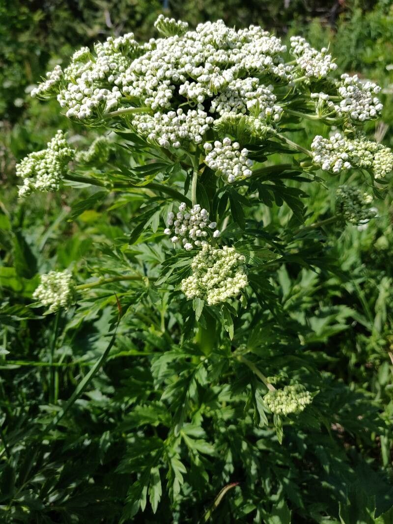 Pleurospermum austriacum flower