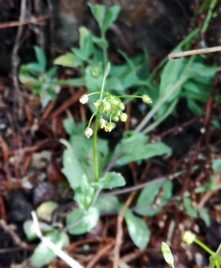 Draba nemorosa flower