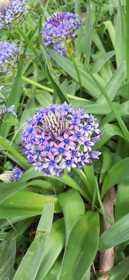 Oncostema elongata — houseplant care guide