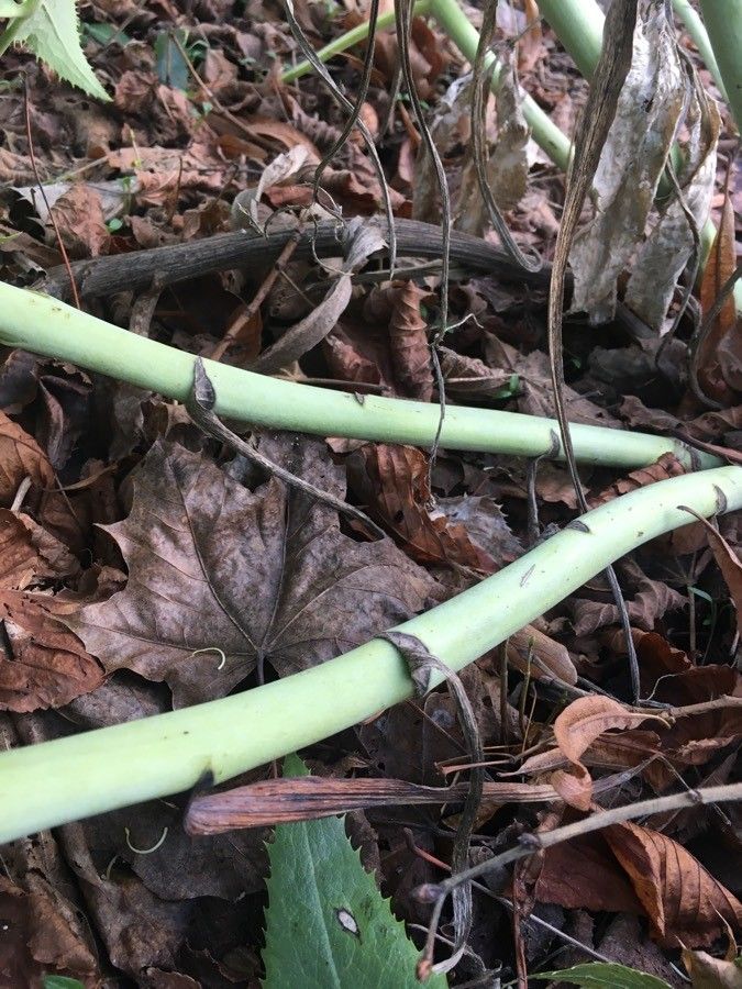 Helleborus lividus bark