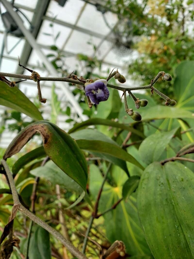 Dichorisandra penduliflora flower