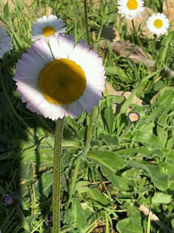 Bellis pappulosa flower