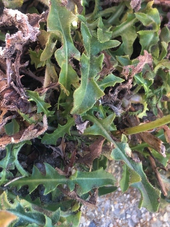 Scorzoneroides carpetana — related species from the same genus