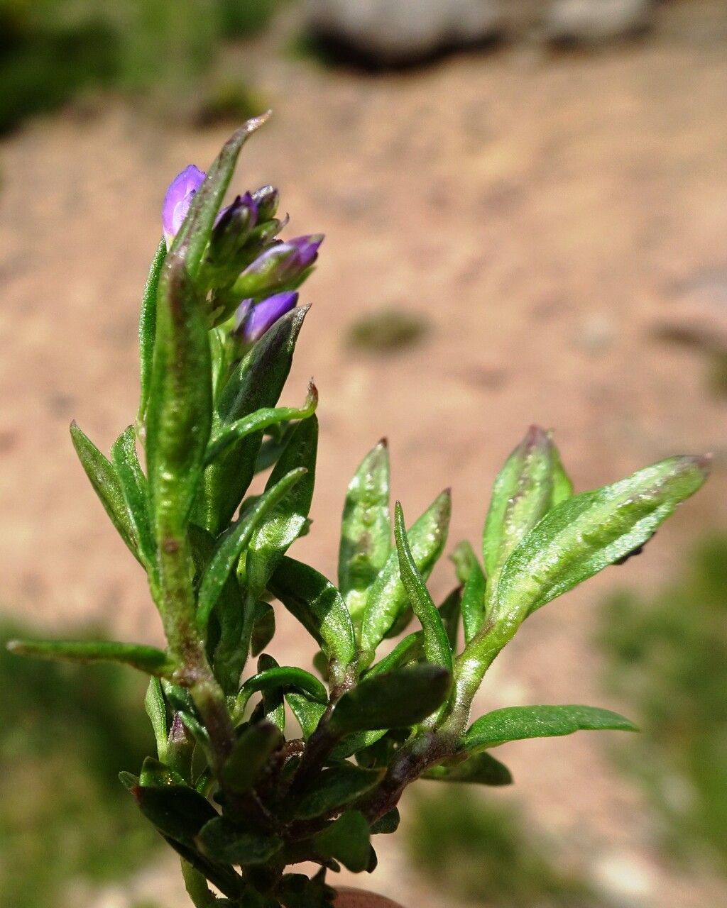 Polygala alpestris fruit