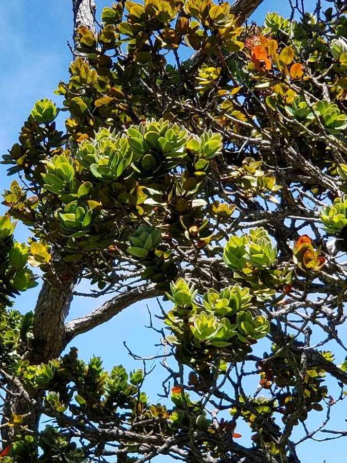 Purpureostemon ciliatus habit