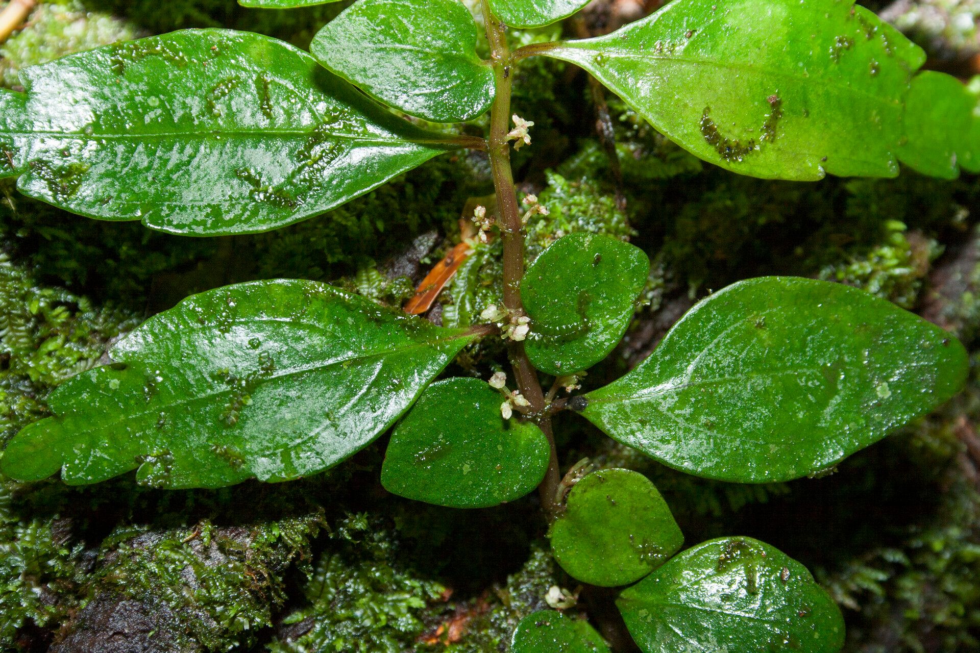 Pilea imparifolia — search result for 'Pilea'