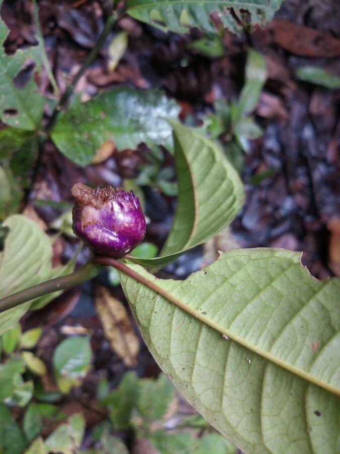 Palicourea apoda flower