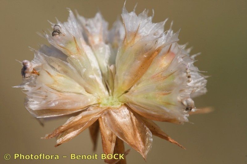 Armeria canescens fruit