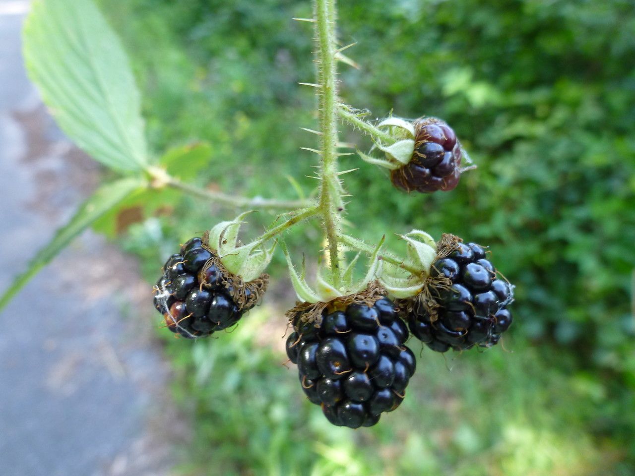 Rubus elegans fruit