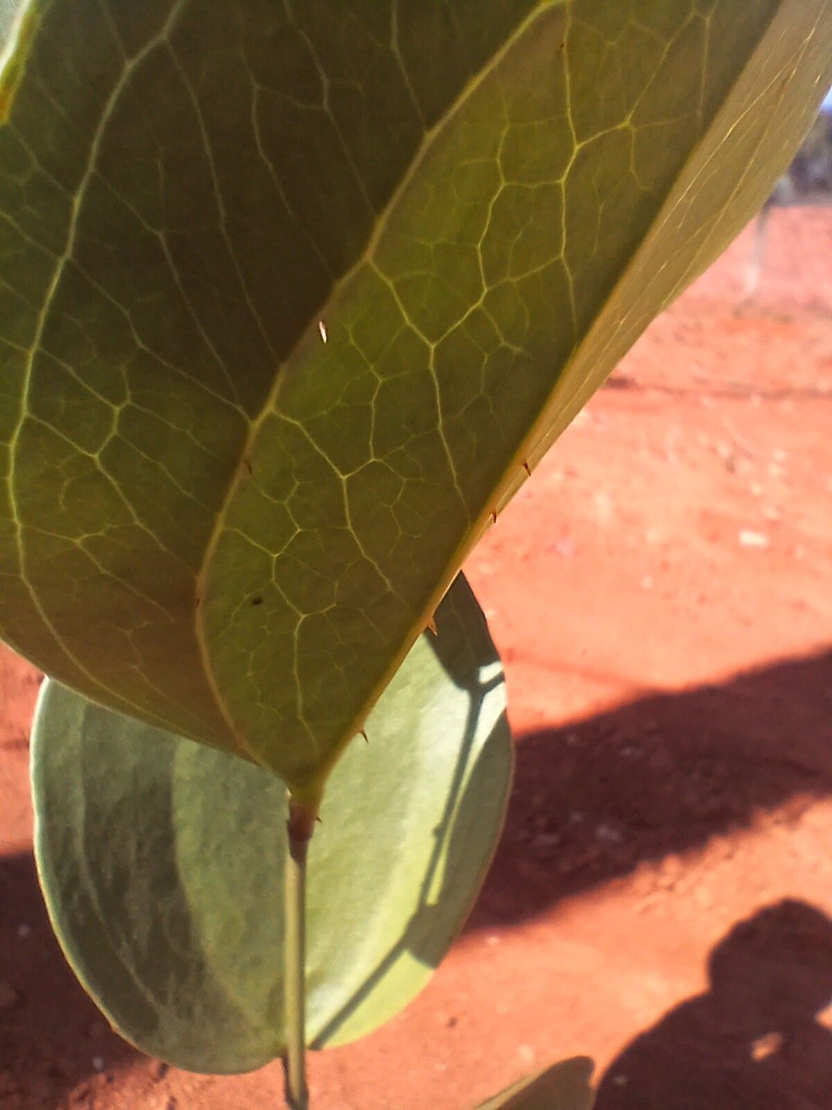 Smilax goyazana other