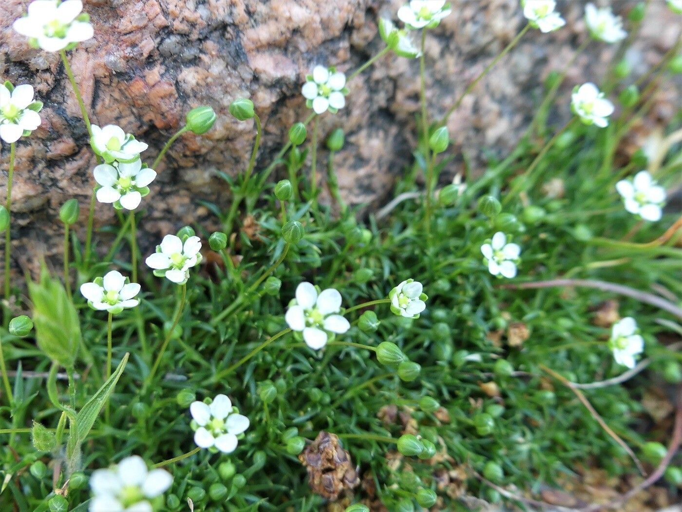 Sagina glabra flower
