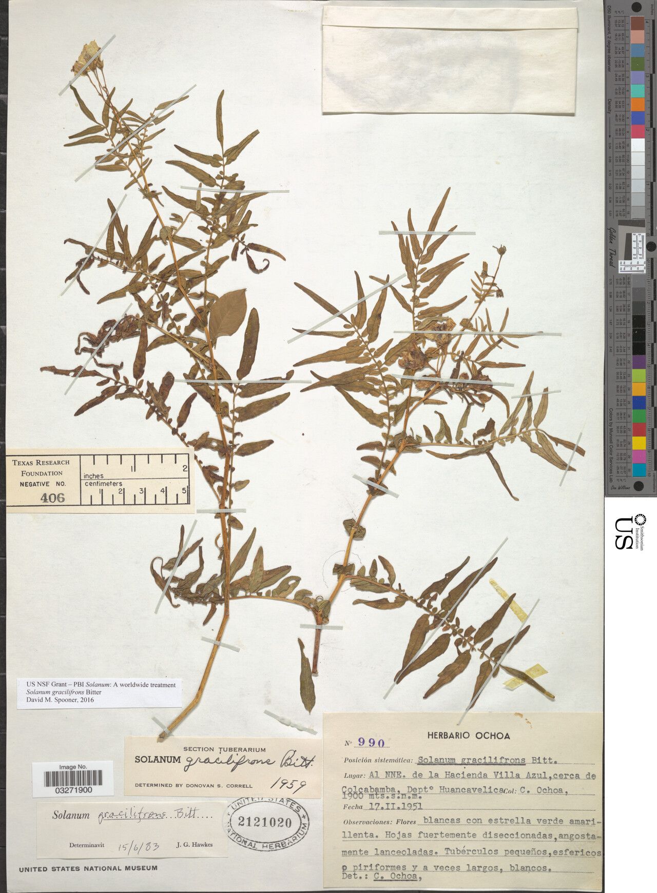 Solanum gracilifrons — houseplant care guide