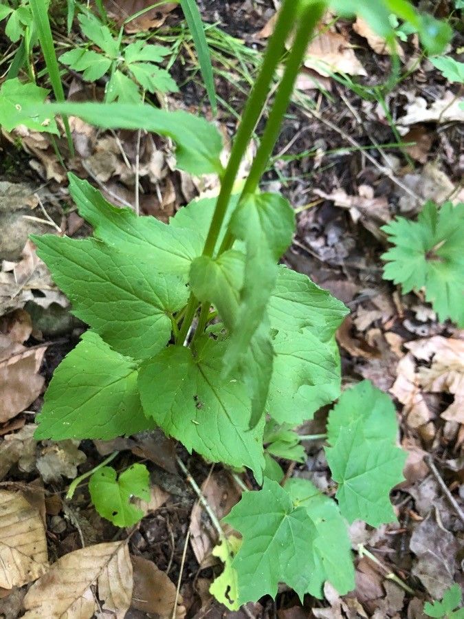 Phyteuma spicatum leaf