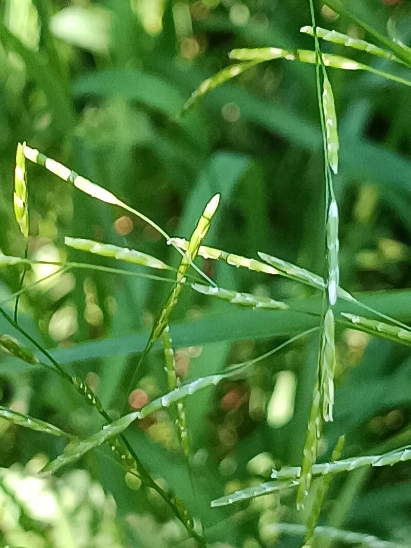Glyceria fluitans flower